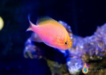 bartletts anthias.jpg