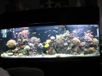 Reef6months003.jpg