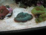 More corals & fish pics 012_640x480.jpg