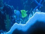 Orange toad & Longhorn Cow fish 050_800x600.jpg