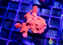 orange sps frag.jpg