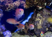 PINK ANTHIAS 1.jpg