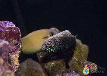 marine betta22.jpg