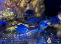 blue chromis.jpg