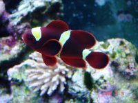 Clown fish.jpg