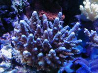 corals 013.jpg