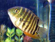 Cichlids 004.jpg