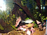 Cichlids 001.jpg