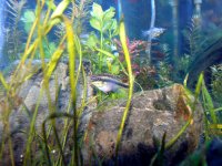 Cichlids 007.jpg