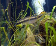 Cichlids 014.jpg