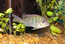 Cichlids 036.jpg