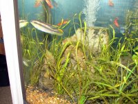 Cichlids 040.jpg