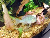 Cichlids 023.jpg