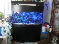 Kuya's Reef Tank 001.jpg