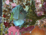 tang-front.gif
