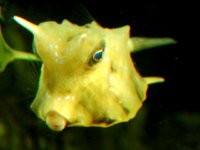 th-cowfish.jpg