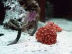 coral.gif