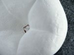 sand-dollar-orig.jpg