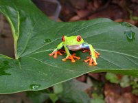 red_eye_tree_frog.jpg