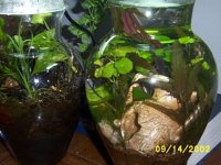 fwplantedandterrarium.2.jpg