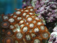 redzoanthids4-22.jpg