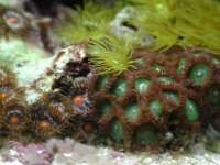 greenzoanthids4-22.jpg