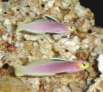 firefish_pair1.jpg