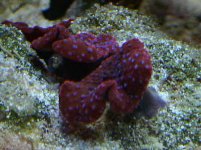 red shroom 42803.jpg