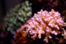 pocillopora1.jpg