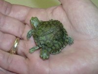 rae's two headed turtle 6 legs 9.jpg