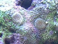 baby corals.jpg