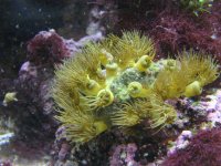 yellow polyps eating.jpg