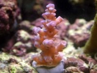 acropora1.jpg