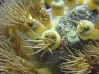 yellow polyps eating close up.jpg