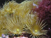 yellow polyps close up.jpg