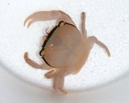 acrocrab.jpg