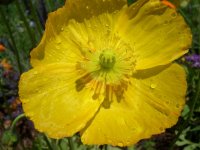 yellow flower.jpg