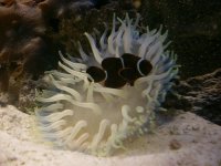 anemone new.jpg