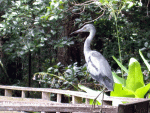 young-heron.gif