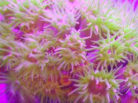 suncoral-closeup-jun7-03.jpg