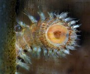 040210 d7126m bristle worm mouth 640x.jpg