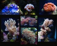 coral collection.jpg