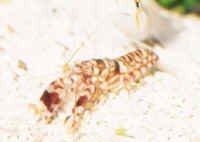 amblyeleotris_randallialpheidaq.jpg