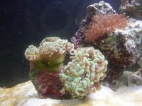 brand new hammerhead coral not quite open.jpg