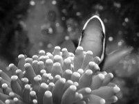 resize of big clown b&w.jpg
