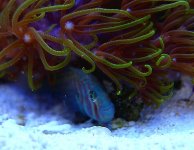 clown goby.jpg