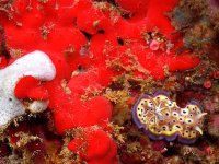 red sponge with nudibranch 640x.jpg