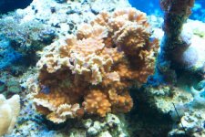 mini-ruffledridge coral 1-04.jpg