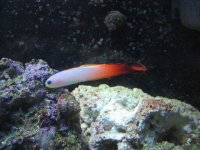 firegoby.jpg