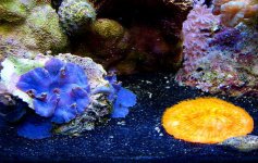 blue shrooms orange plate coral.jpg